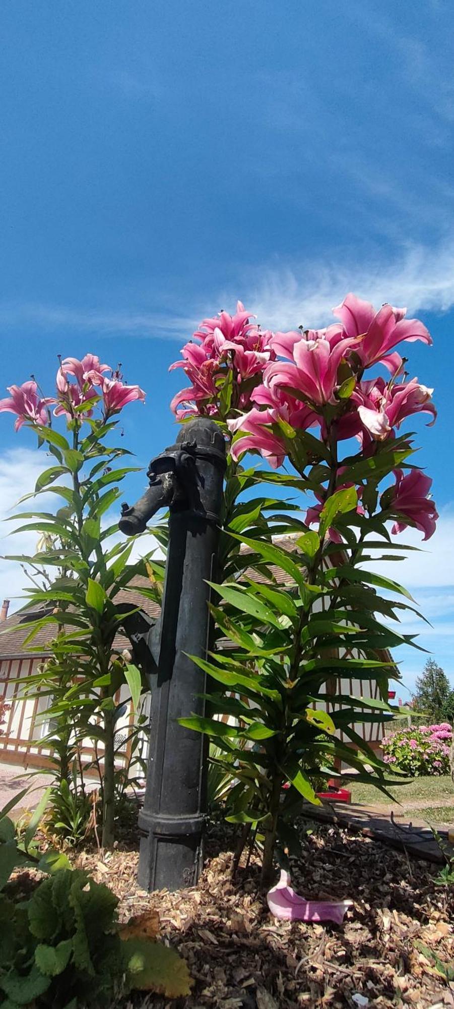 Les Lys Jolie Suite Parentale Privative Deux Adultes Avec Sdd Pertheville-Ners Esterno foto